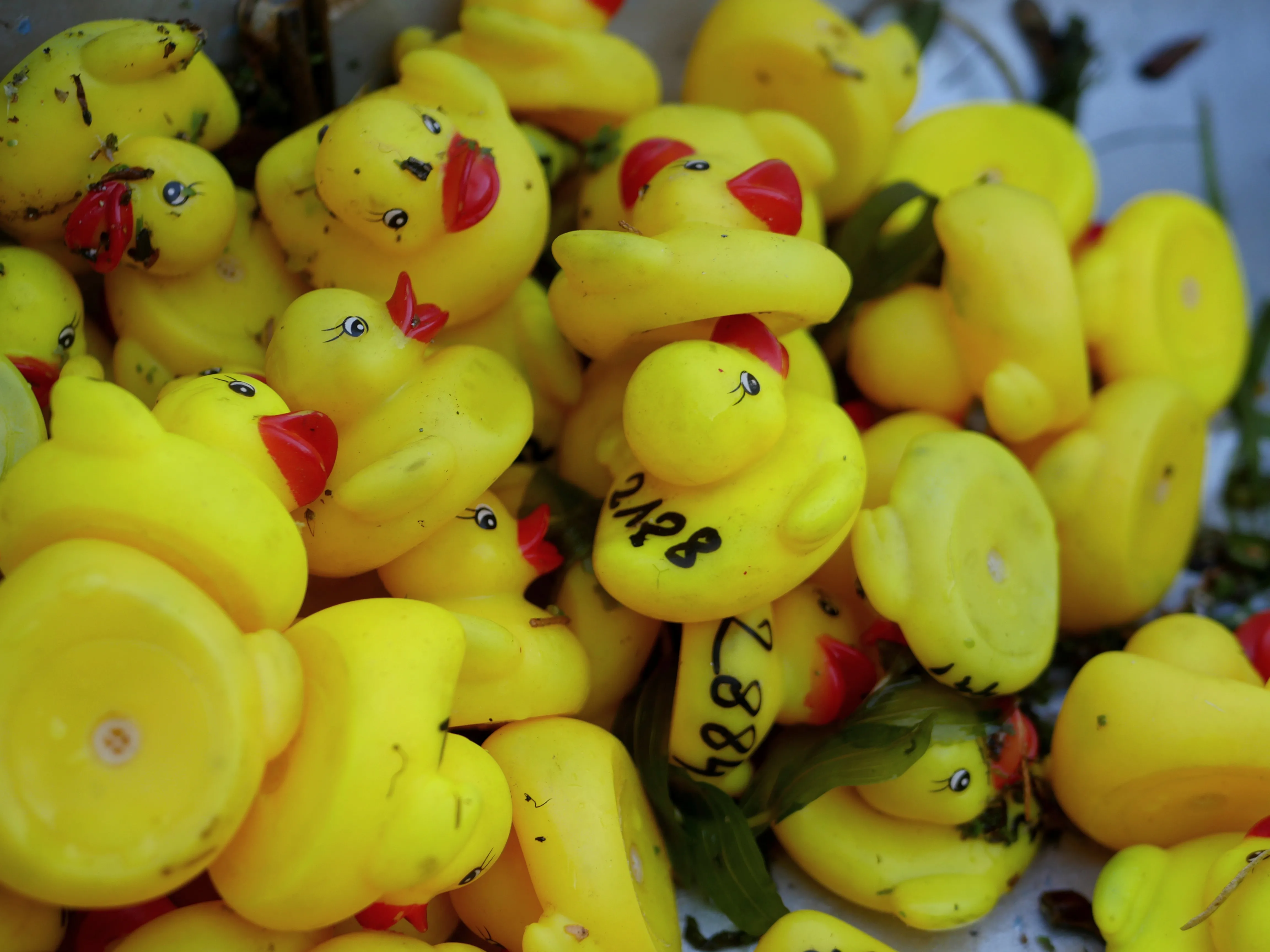 DES CANARDS POUR LA BONNE CAUSE