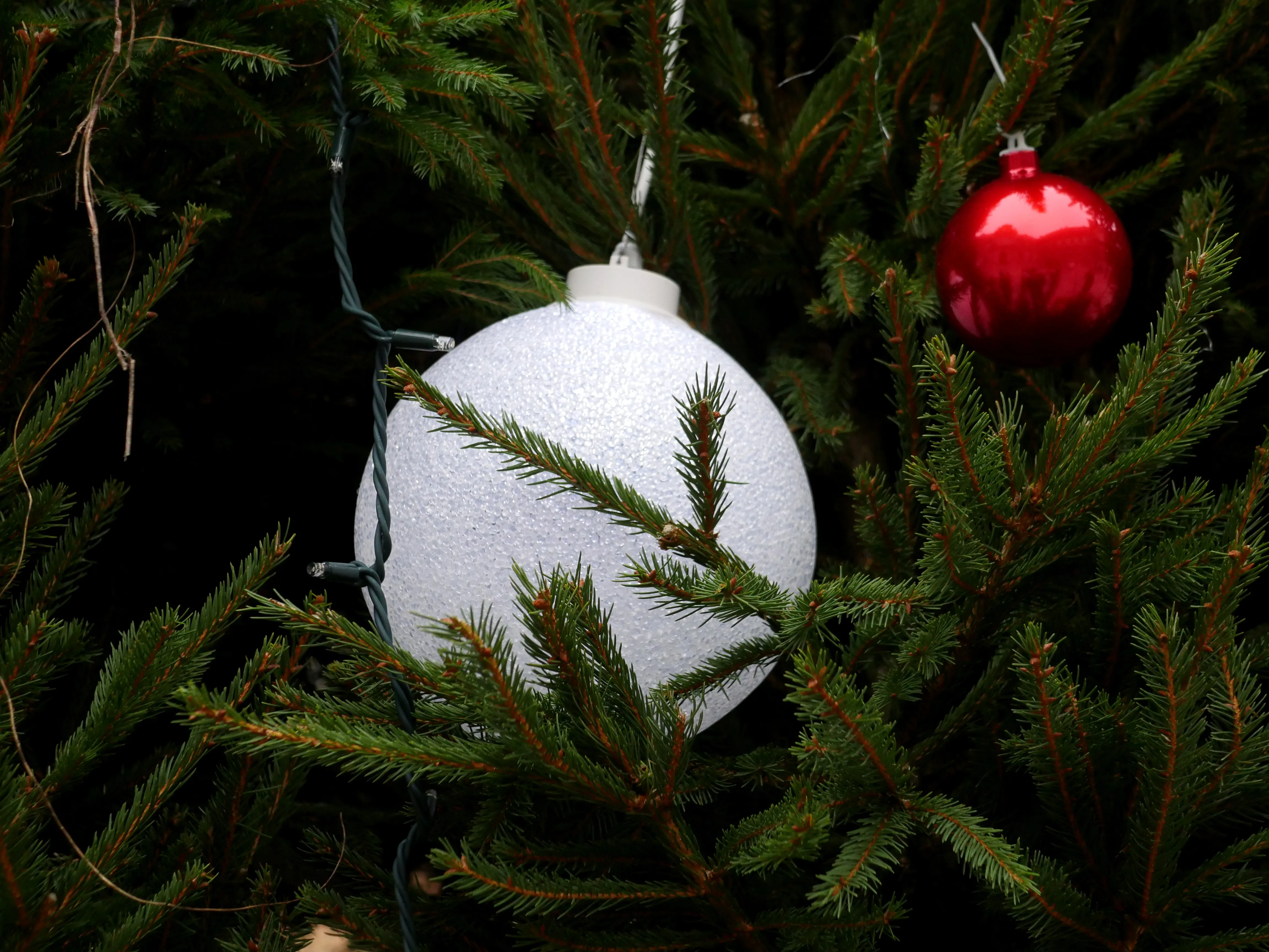 LES MAGICIENS DU GRAND SAPIN
