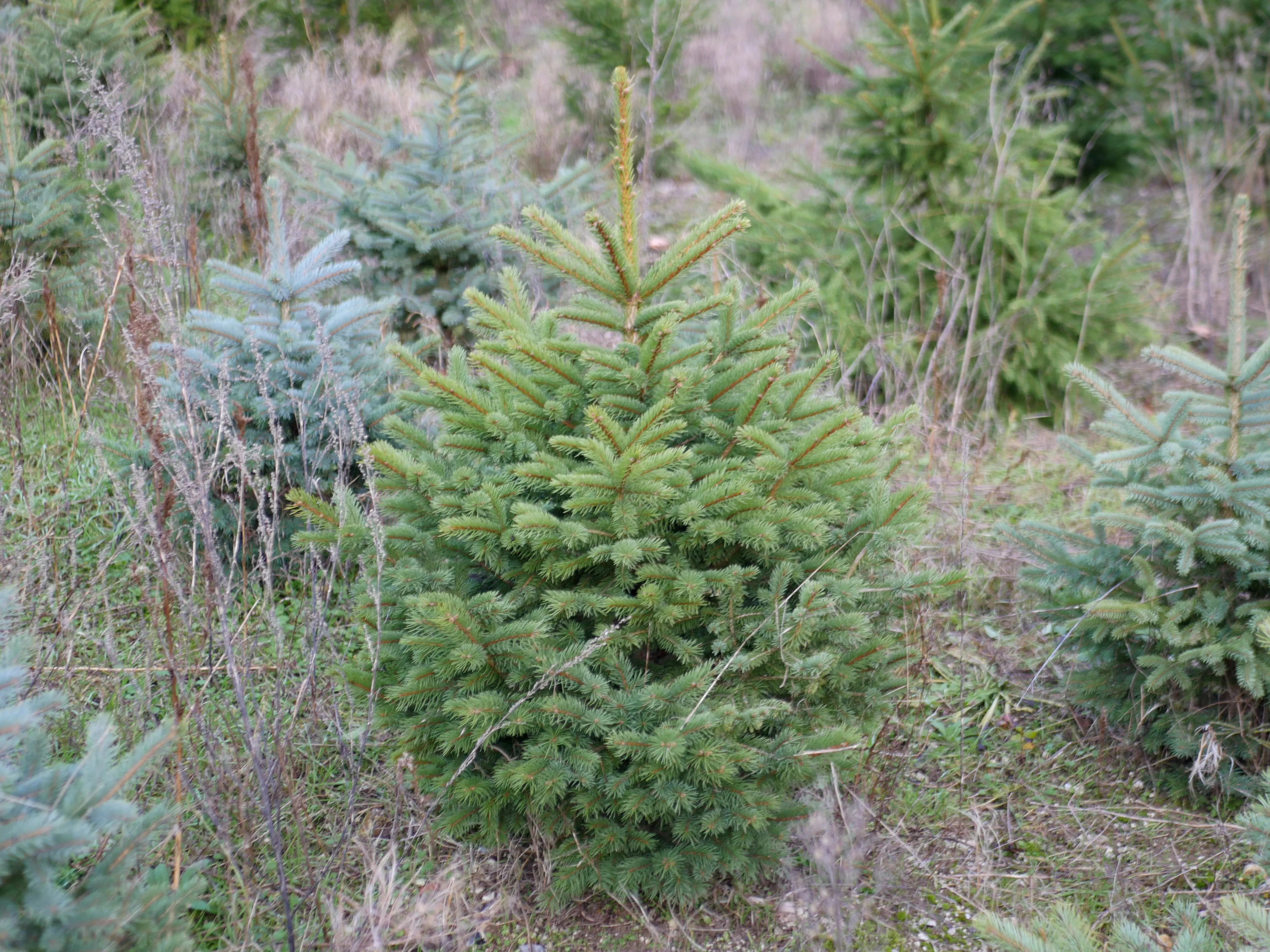 Sapin Qui Devient Marron Que Fairenull