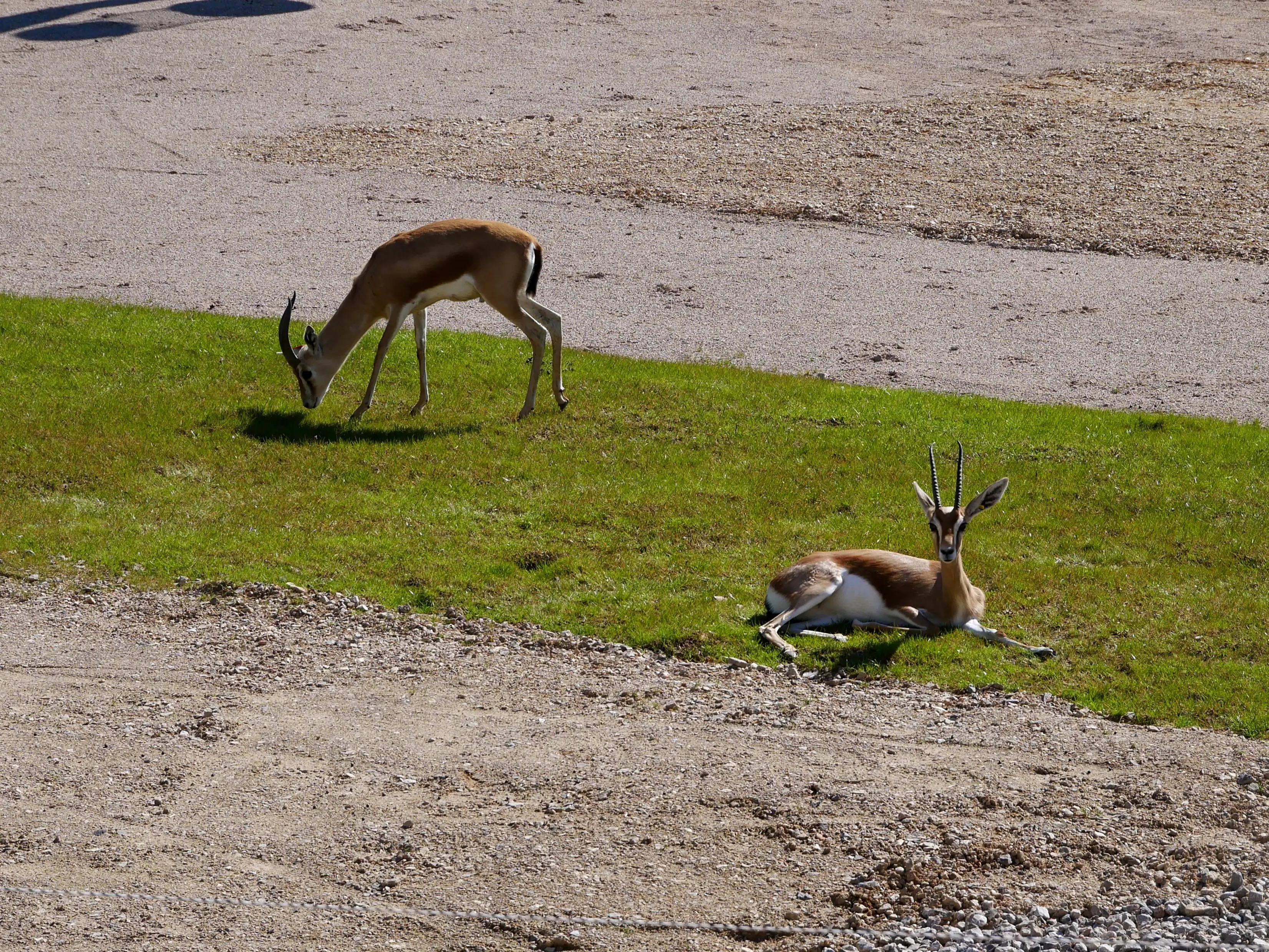 TOUS ENSEMBLE DANS LA SAVANE