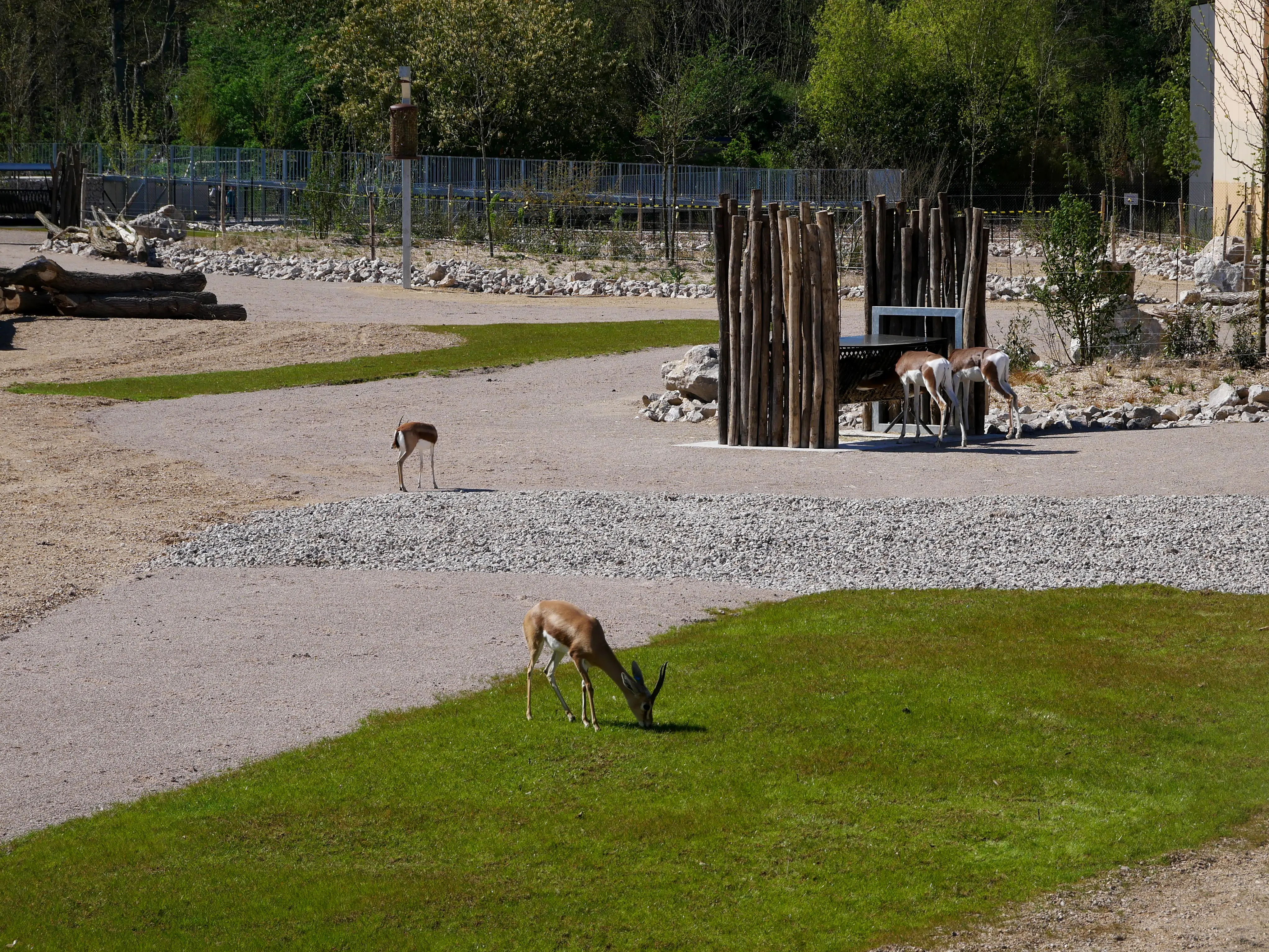TOUS ENSEMBLE DANS LA SAVANE