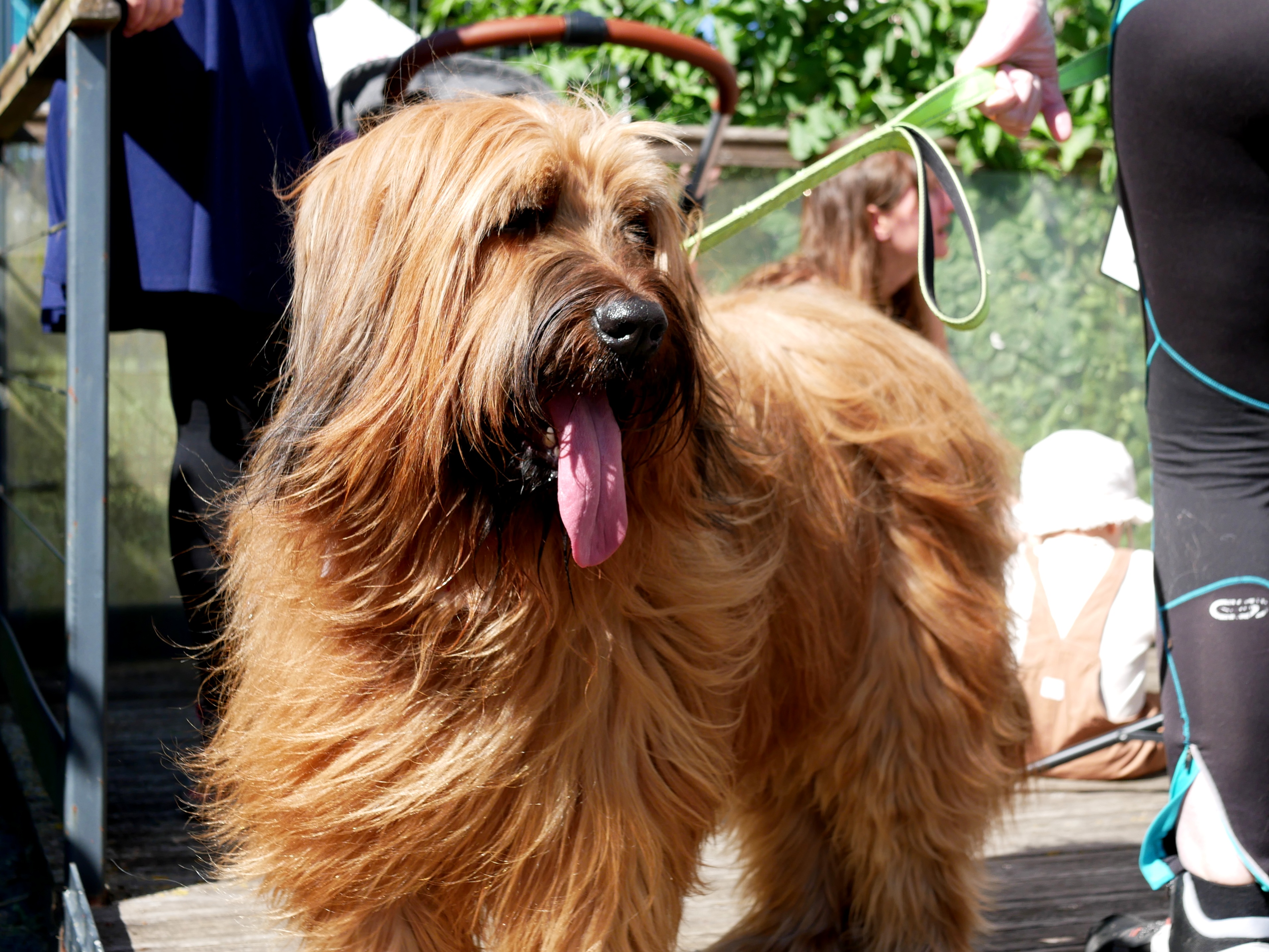 LA KERMESSE CANINE DE TOM&CO