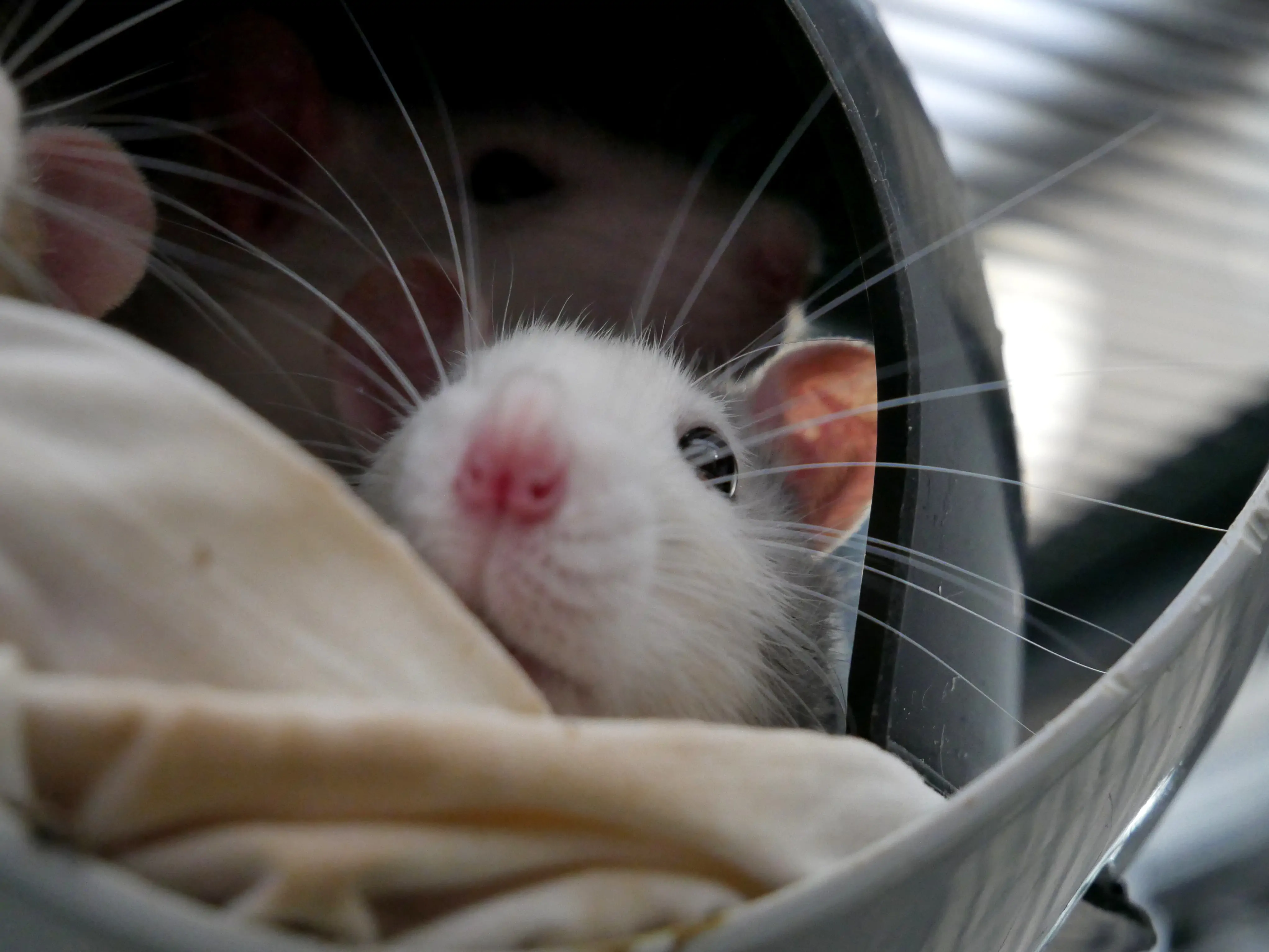 Un refuge pour les animaux abandonnés ou maltraités