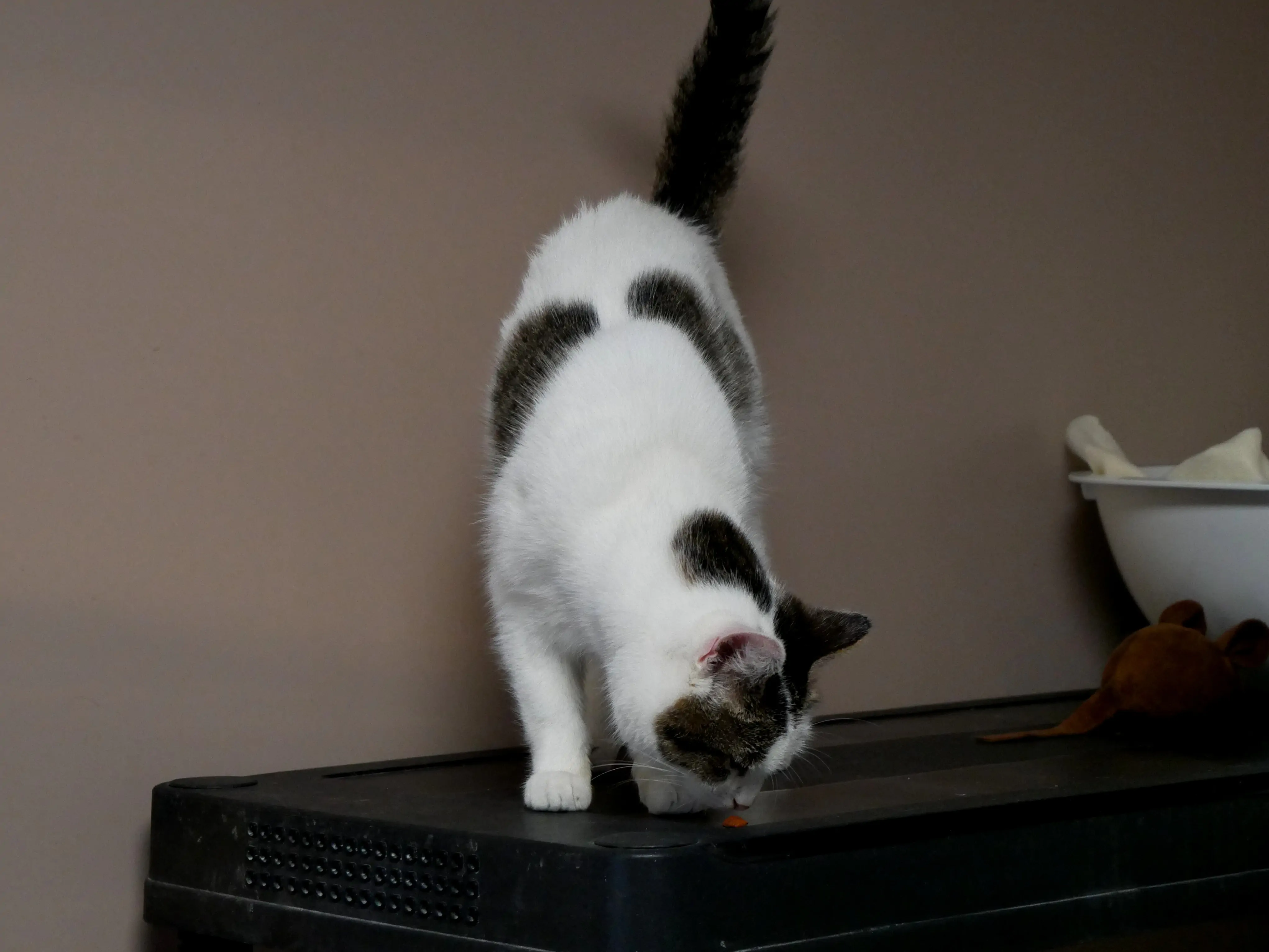 Un refuge pour les animaux abandonnés ou maltraités