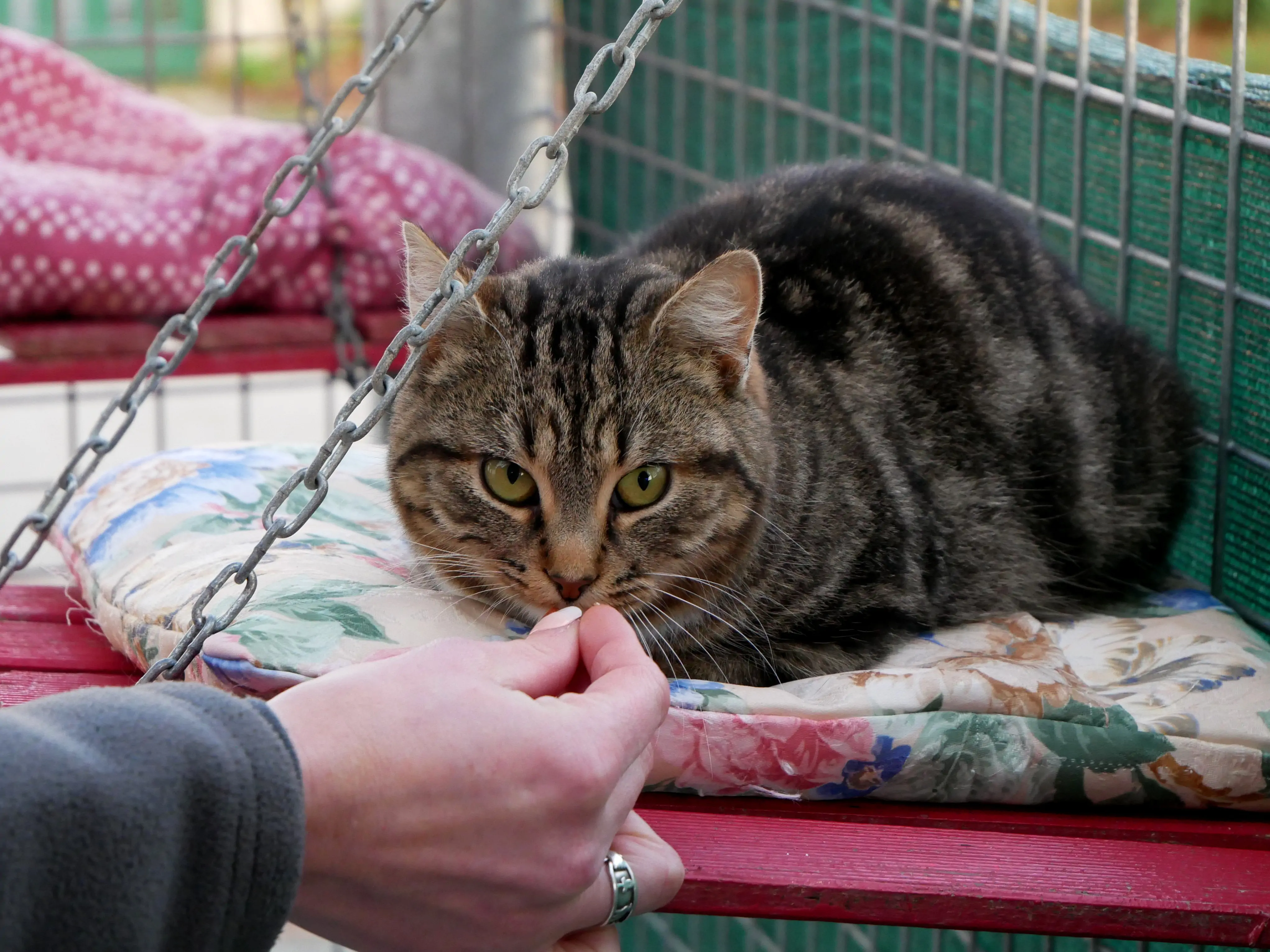 Un refuge pour les animaux abandonnés ou maltraités