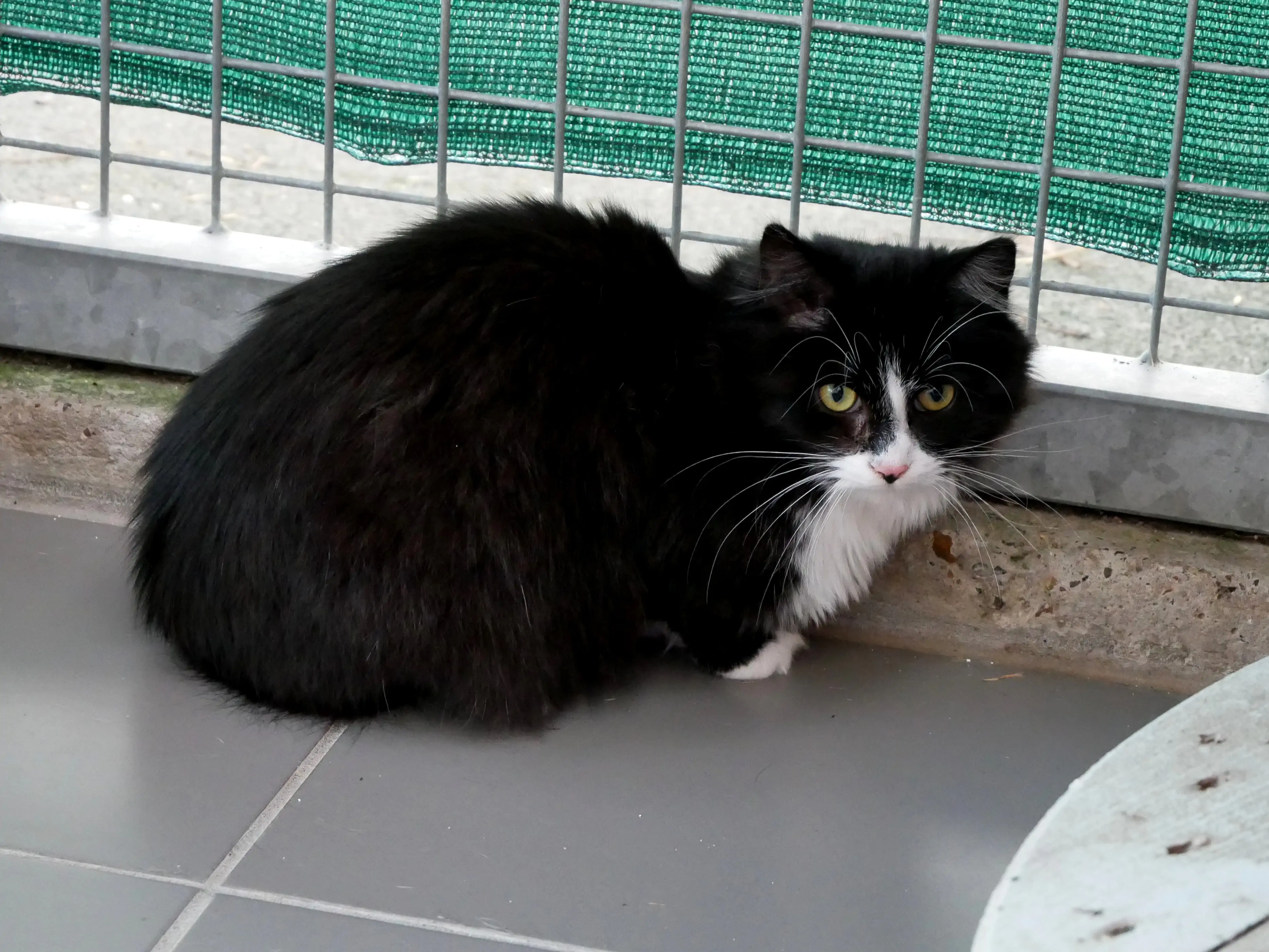 Un refuge pour les animaux abandonnés ou maltraités