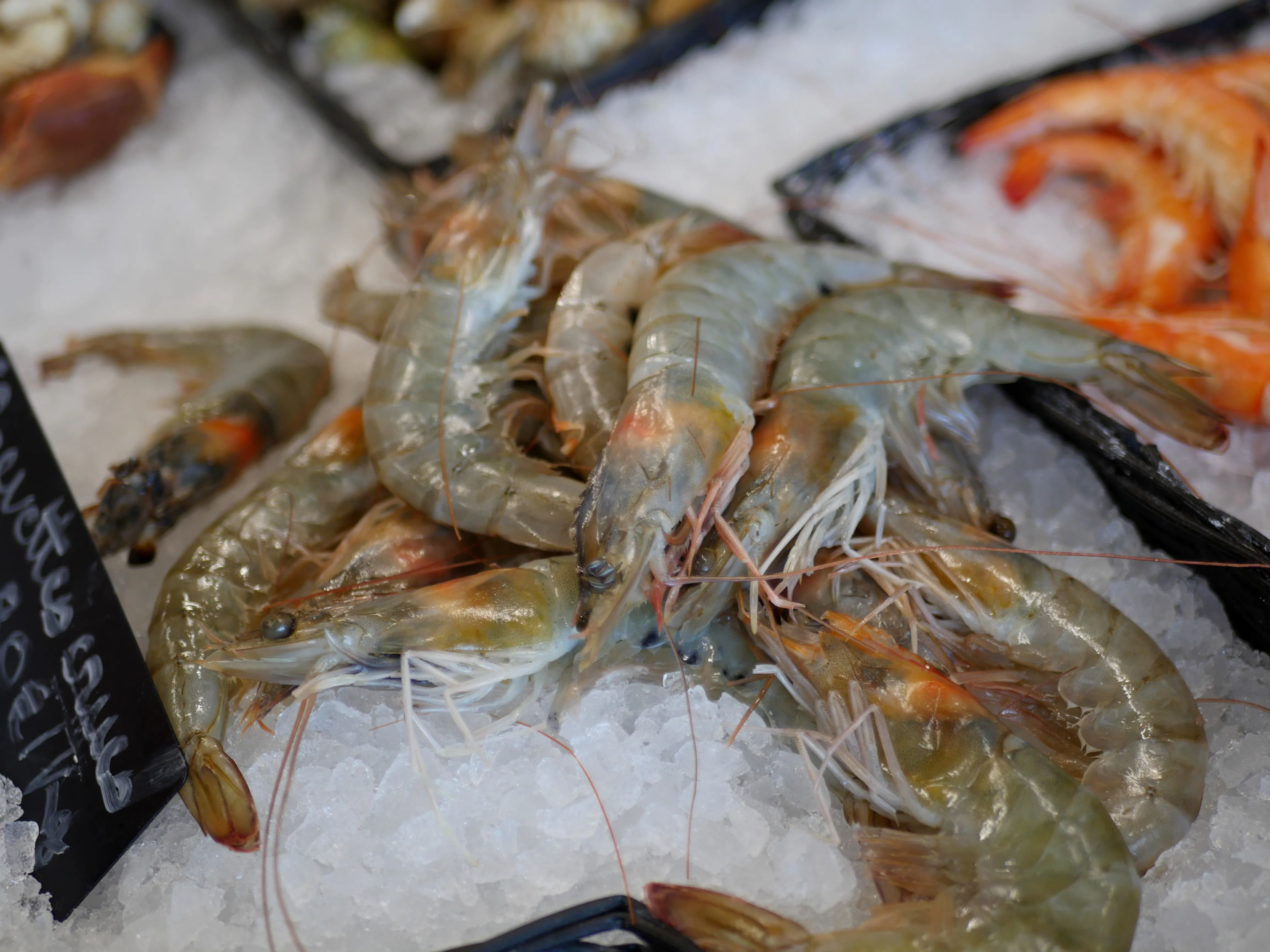 Pêche du jour, Bonjour !