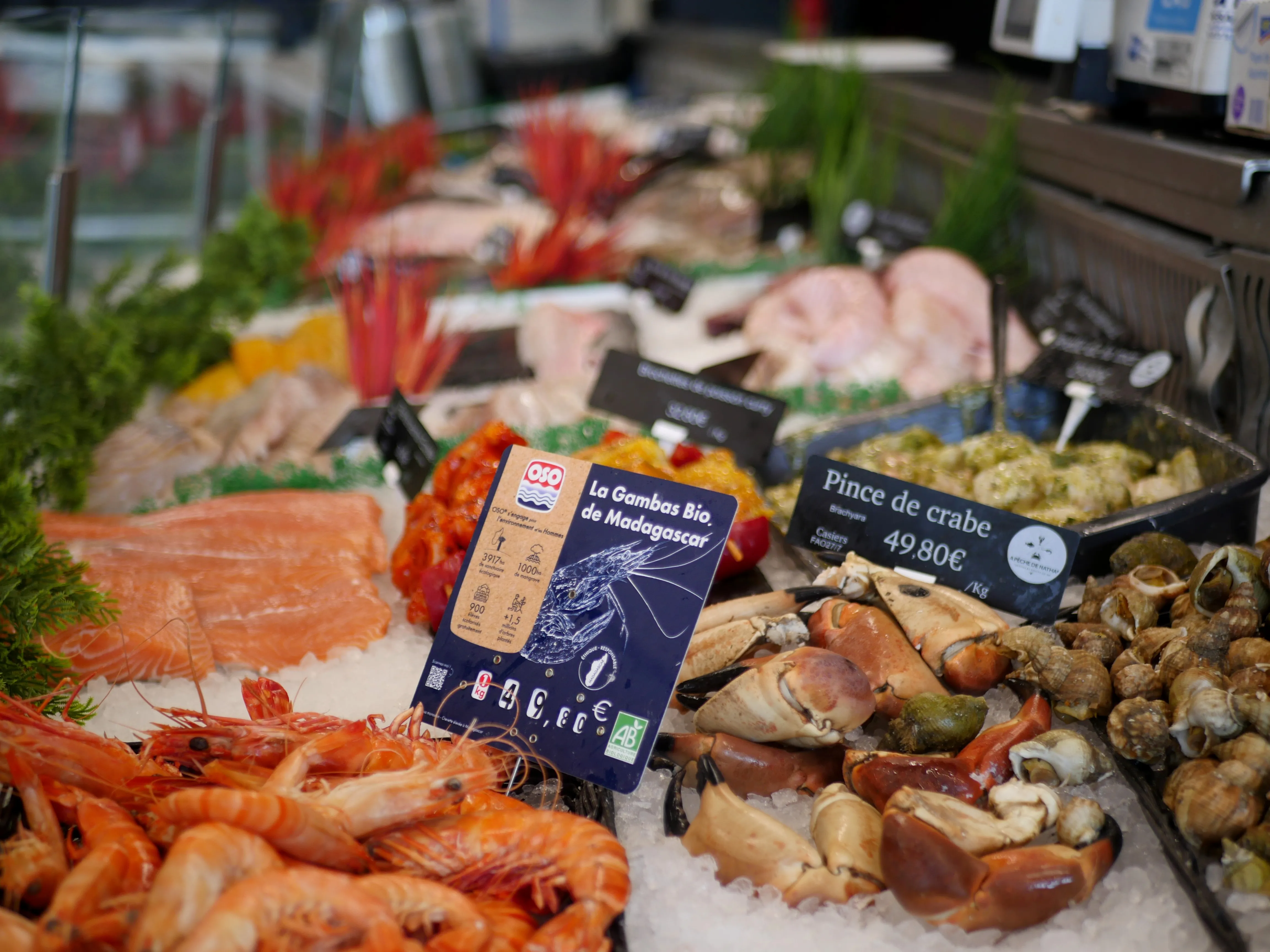 Pêche du jour, Bonjour !